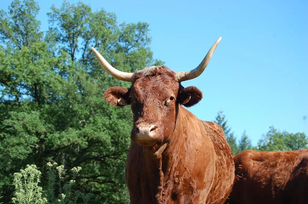 Gite De Charme Auvergne Cab'Ane Brousse